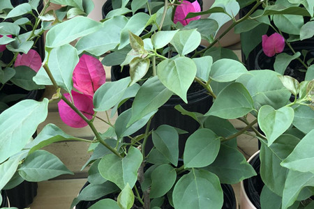 三角梅怎样养护?