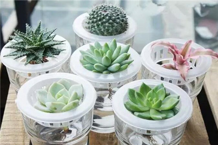 多肉植物扦插繁殖如何操作
