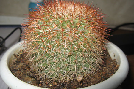 金虎仙人球的作用