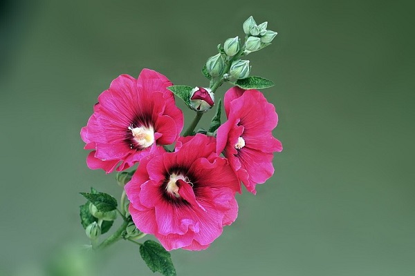 蜀葵怎么浇水(盆栽蜀葵如何过冬)