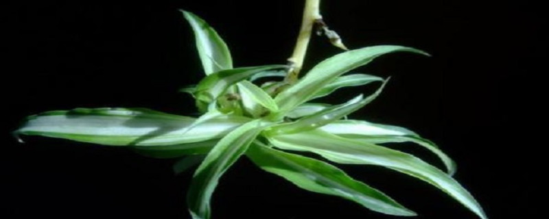 吊兰哪个品种最贵(吊兰品种最好的是哪一种)