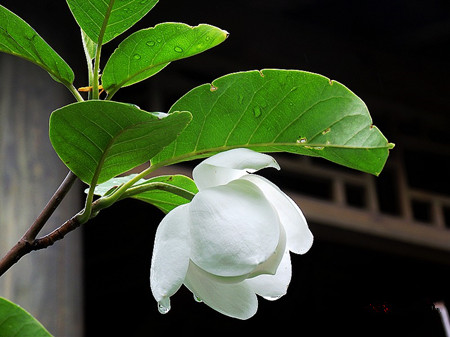 木兰花适合种在家里吗