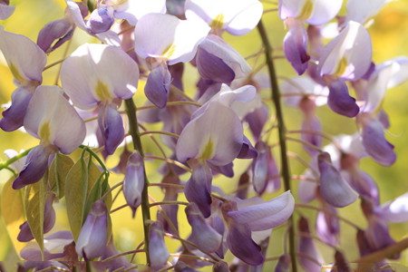 紫藤为什么不开花只长叶