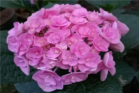 月季花适合院子里种植吗