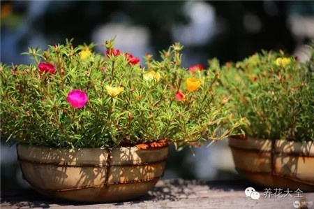 什么花适合养在花盆里