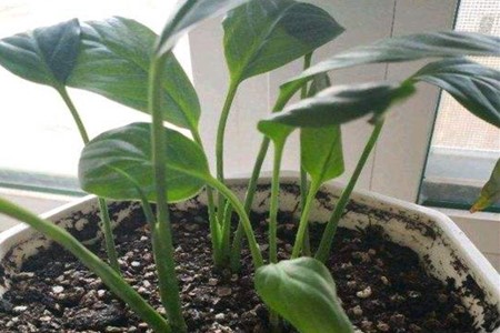 一帆风顺如何栽培