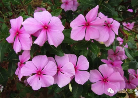 什么花适合养在花盆里