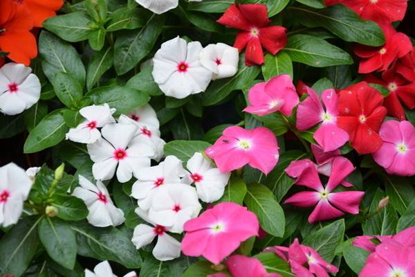 这8种花躺着就能养好,一点都不费事(什么花适合养在花盆里)