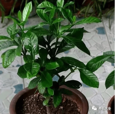 三角梅瀑布盆景