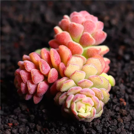 多肉五月份还可以施肥吗