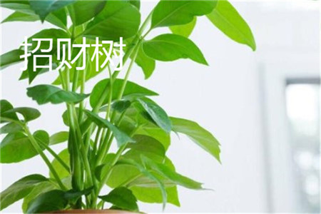 招财树掉叶子怎么补救方法