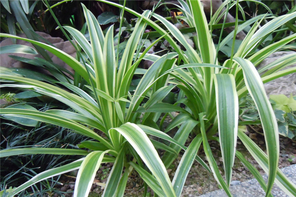 金边吊兰叶子发软怎么办黄叶枯萎的原因及补救办法(金边吊兰叶子发软下垂)