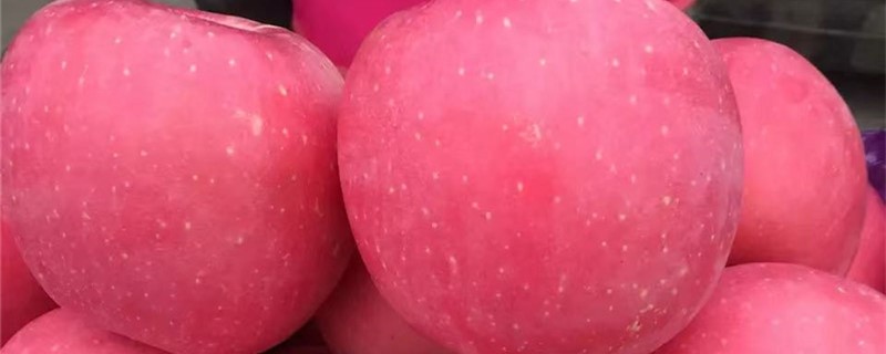 世界上最大的苹果有多大在哪里(世界上最大的苹果有多大?)