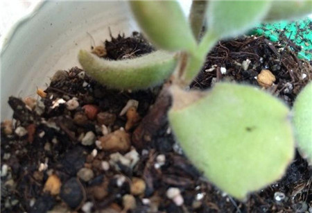 熊童子长黑斑了怎么办图片