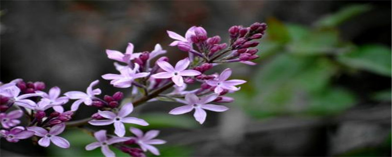 五瓣丁香的花语(五片丁香花瓣的花寓意)