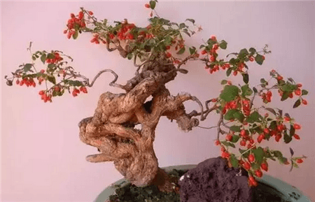 枸杞子盆景制作方法