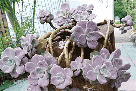 度夏大王就是它越热越长个儿肥嘟嘟胖成精了！(度夏与渡夏的区别)