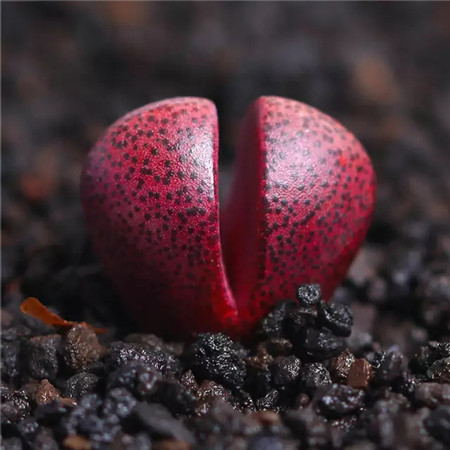 多肉五月份还可以施肥吗