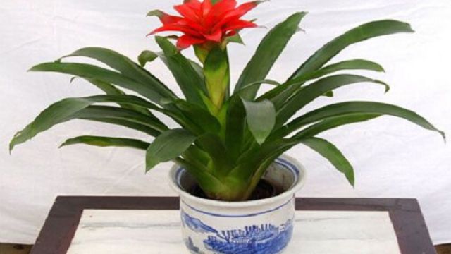 鸿运当头什么时候开花(鸿运当头什么时候开花?)