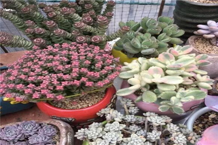 多肉植物扦插繁殖如何操作
