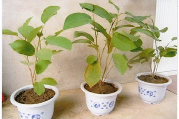 木兰适宜摆放于在室内吗(木兰花适合种在家里吗)