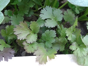 香菜的病虫害管理