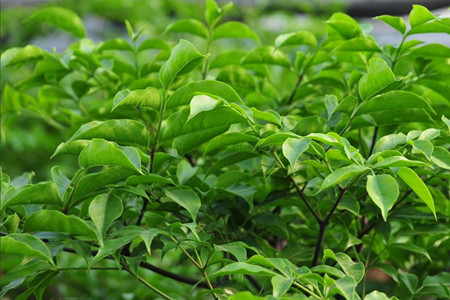 幸福树图片大全大图