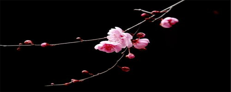 红梅盆栽养殖方法和技术