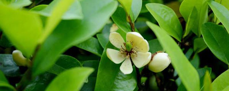 含笑花叶子枯萎怎么办(含笑花叶子枯萎怎么办呢)