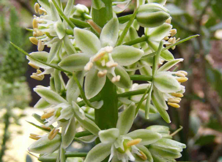 虎眼万年青开花吗花是什么样的