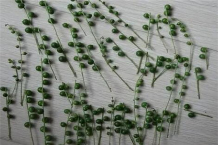 多肉植物扦插繁殖如何操作