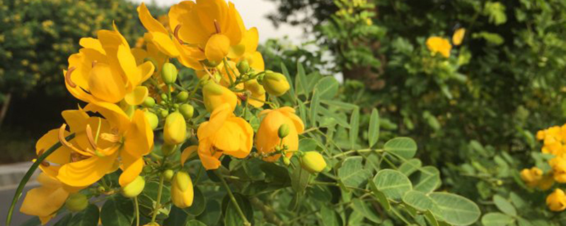 黄槐决明种子怎么种(黄槐决明的种子图片)