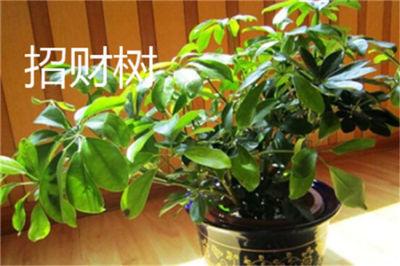 招财树掉叶子怎么补救方法