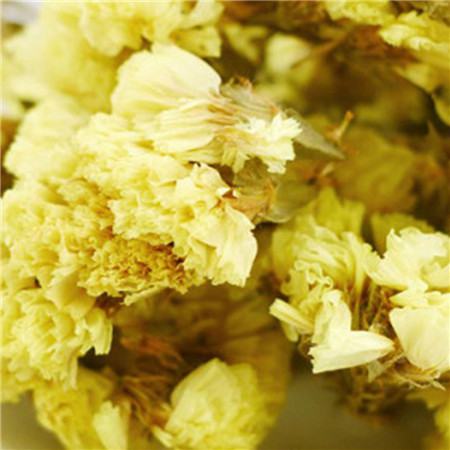 迎春花的功效与作用有哪些