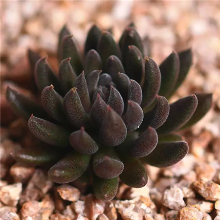 多肉五月份还可以施肥吗