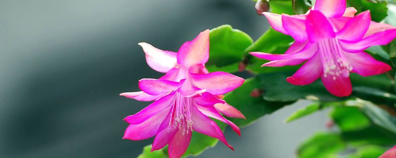 一节蟹爪兰可以扦插吗(蟹爪兰一节可以留几个叶片)