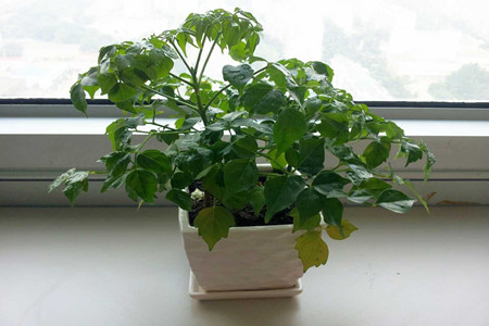 幸福树图片大全大图