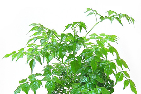 幸福树图片大全大图