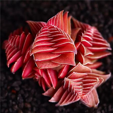 多肉五月份还可以施肥吗