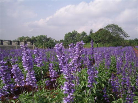 神香草提取物是什么