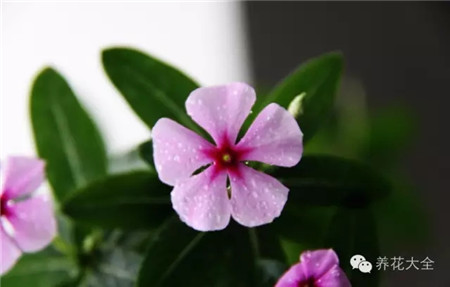 什么花适合养在花盆里