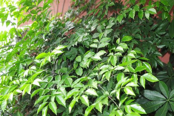 幸福树图片大全(幸福树图片大全大图)