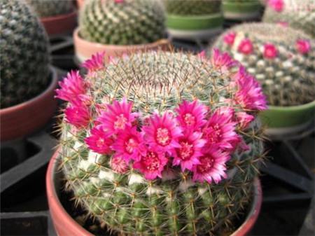 玉翁怎么繁殖小球图片