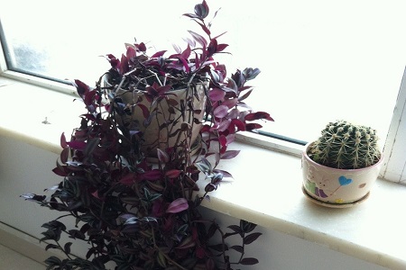 吊兰品种最好的是哪一种