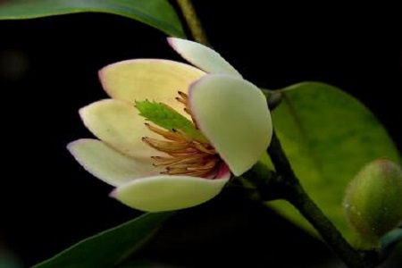 含笑花叶子枯萎怎么办呢