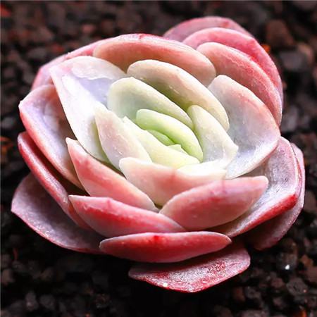 多肉五月份还可以施肥吗