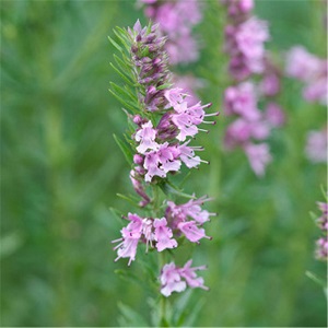 神香草提取物是什么