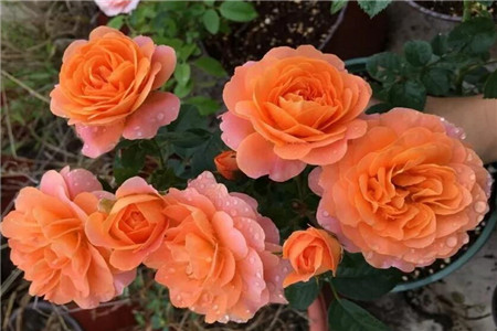 月季花适合院子里种植吗