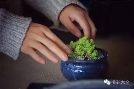 什么花适合养在花盆里