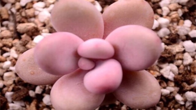 如何区分桃之卵和桃美人(桃之卵与桃蛋的区别)